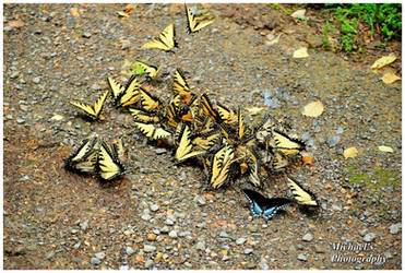 A Large Puddle Of Butterflies!