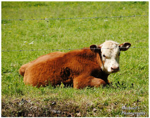 White Faced Hereford Calf #2