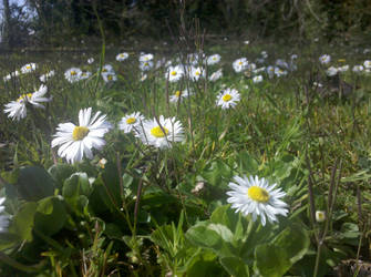 Daisies