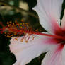 Hibiscus Pink