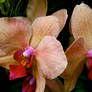 Orchid - Red