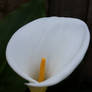 Peace Lily 4