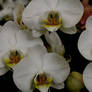 Awkward Orchids