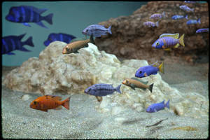 3D Underwater Fauna - African Cichlids