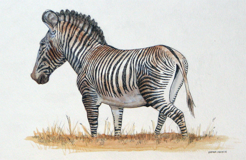 Grevy's Zebra