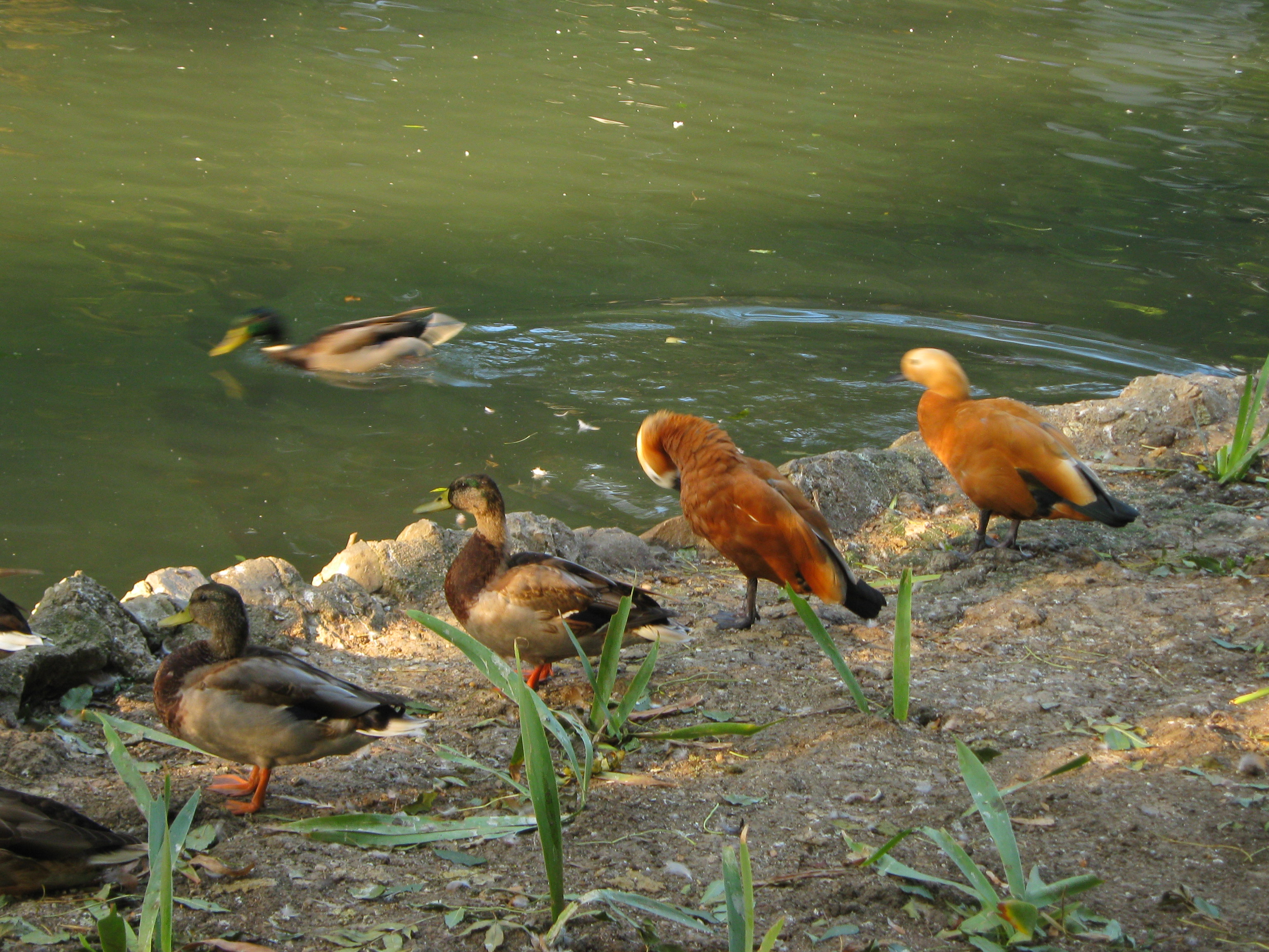 lake with  gooses 2