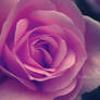 my rosa wonder rose