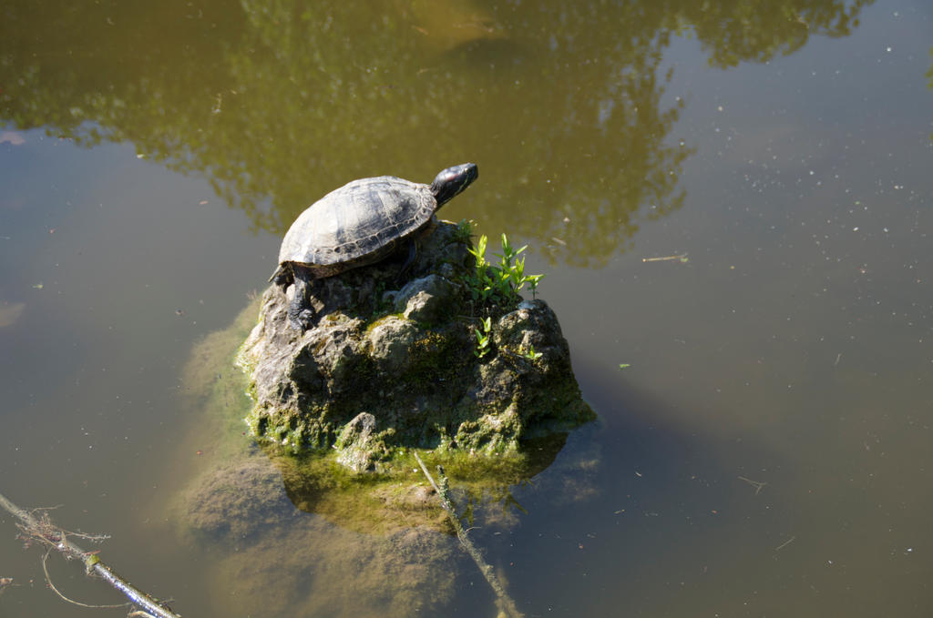 Turtle