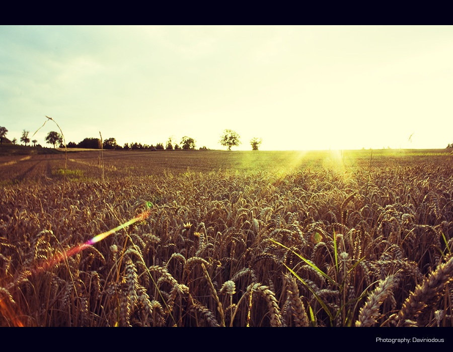 Sunset over cornfield - 2