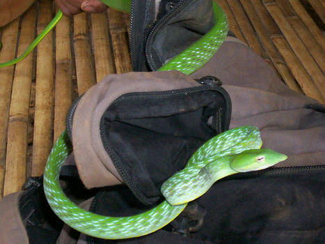 Vine Snake