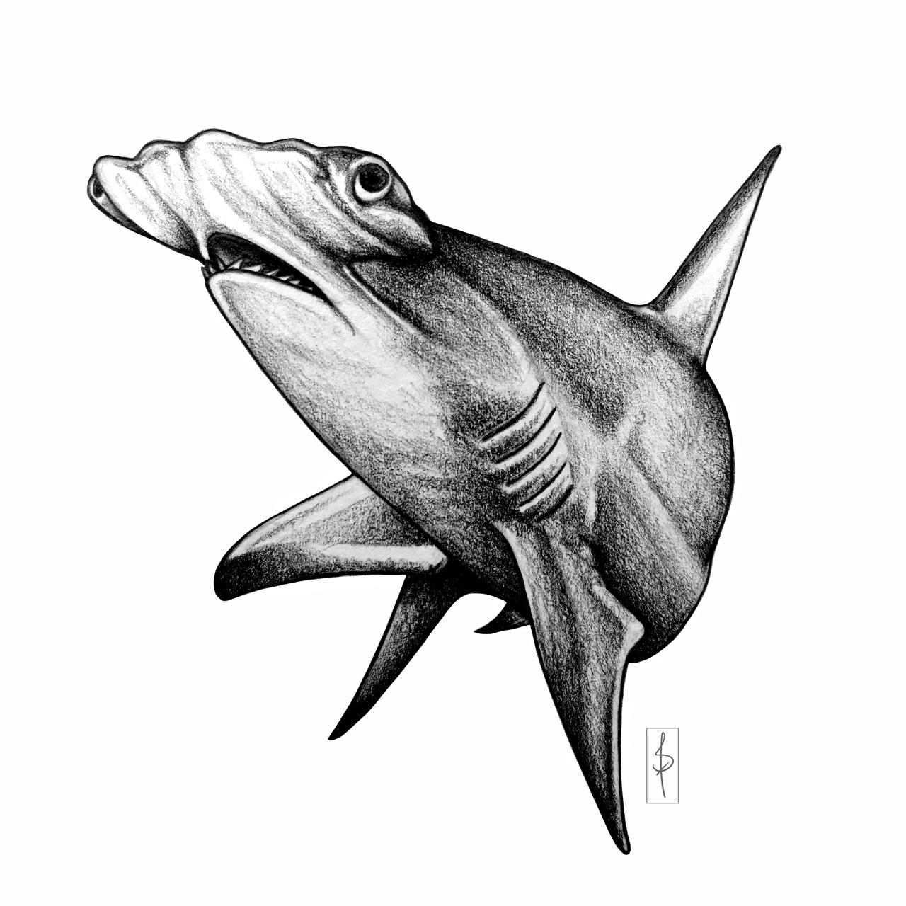 Hammerhead shark by Sifwen on DeviantArt