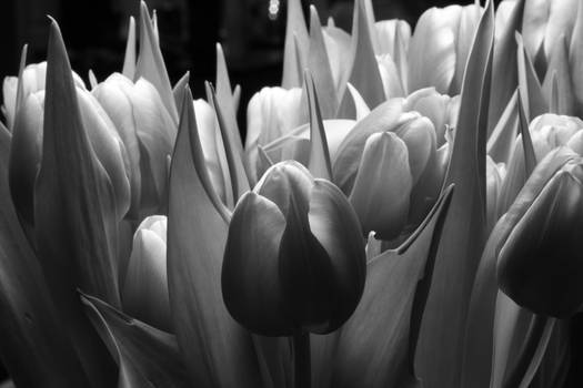 tulips