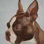 boston terrier