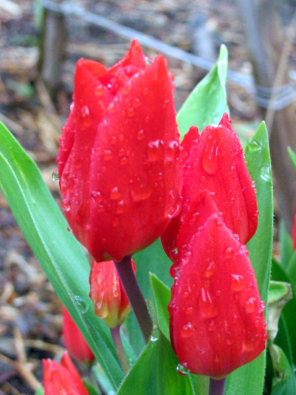 red tulips