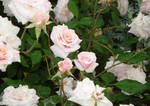White rose by Balinese-Kitten