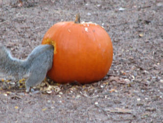 Squirrel in a Pumpkin