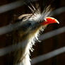 bird behind wire