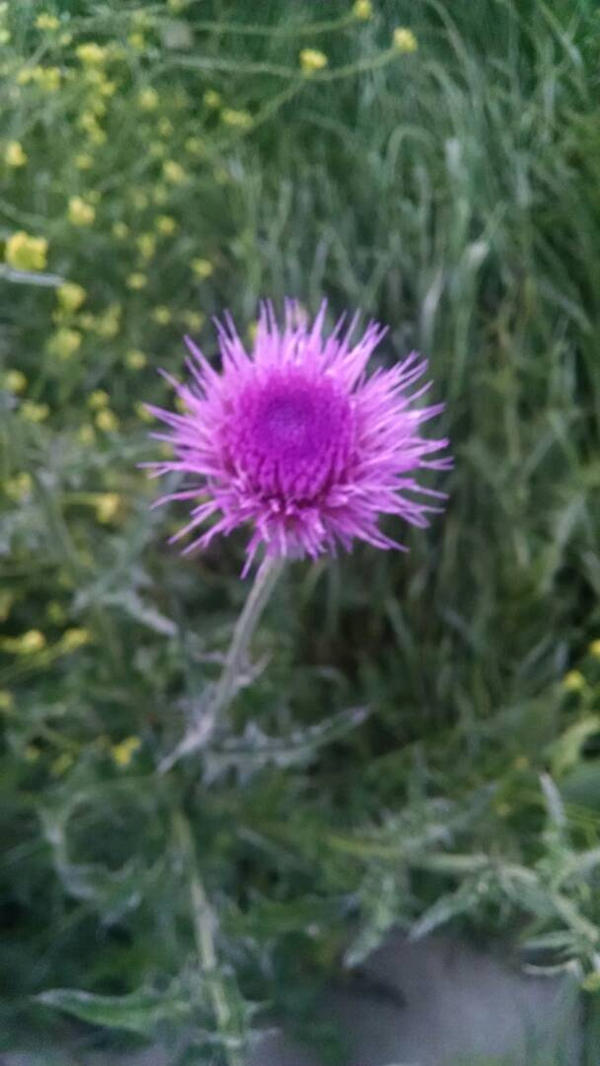 Purple Flower