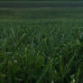 Grass Field