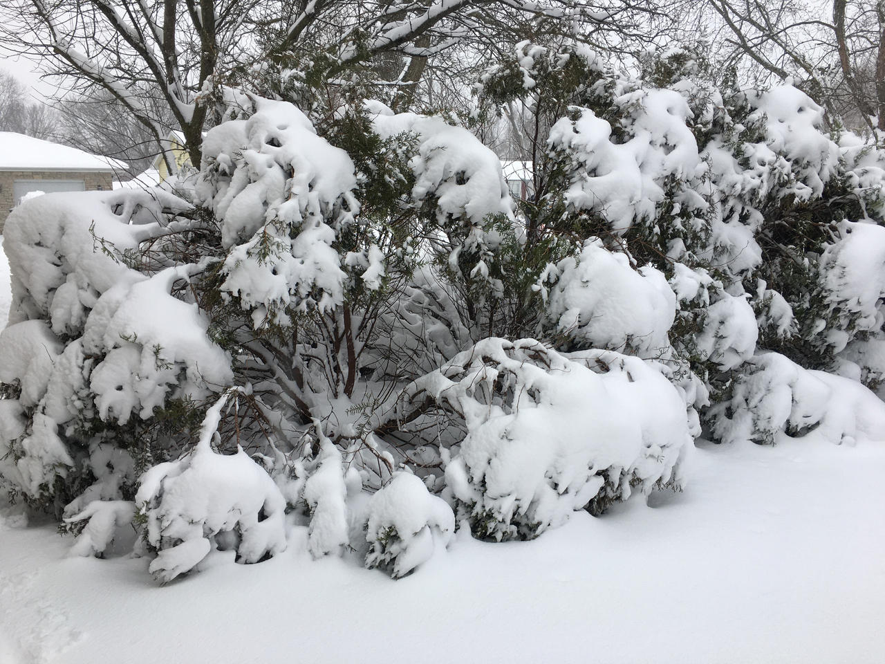 Snowy Bushes