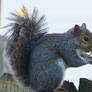 Eastern Gray Squirrel with a Peanut