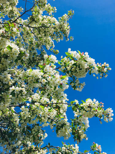 Flowery Spring Tree 2