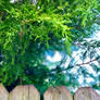 Nature in the Suburbs Redux
