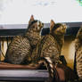 3 Kitties and a TV