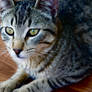 Sharp Eye Kitty