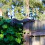 Shy Squirrel