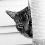 Sneaky Cat
