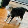 Cyclops Kitty