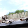 Dangly Paws