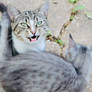 Blech Cat