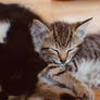 Lullaby Kitten