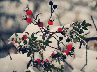 Red Bells.