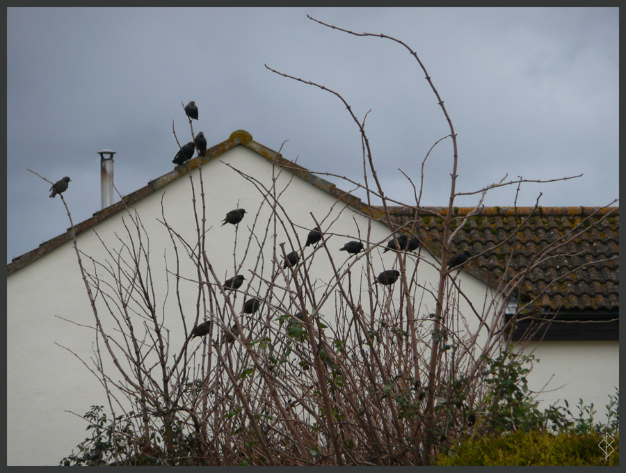 Birds on a Bush