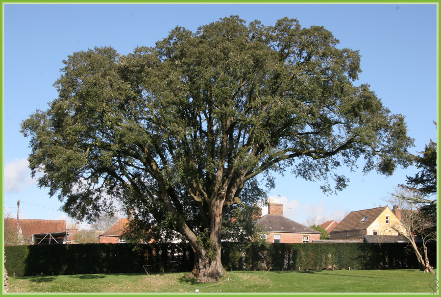 Quercus Ilex