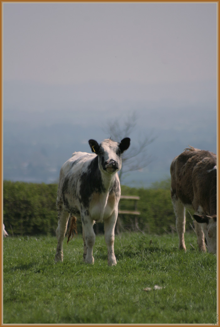 Curious Calf