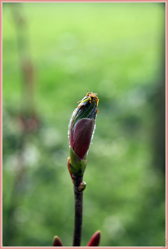 Budding Leaves