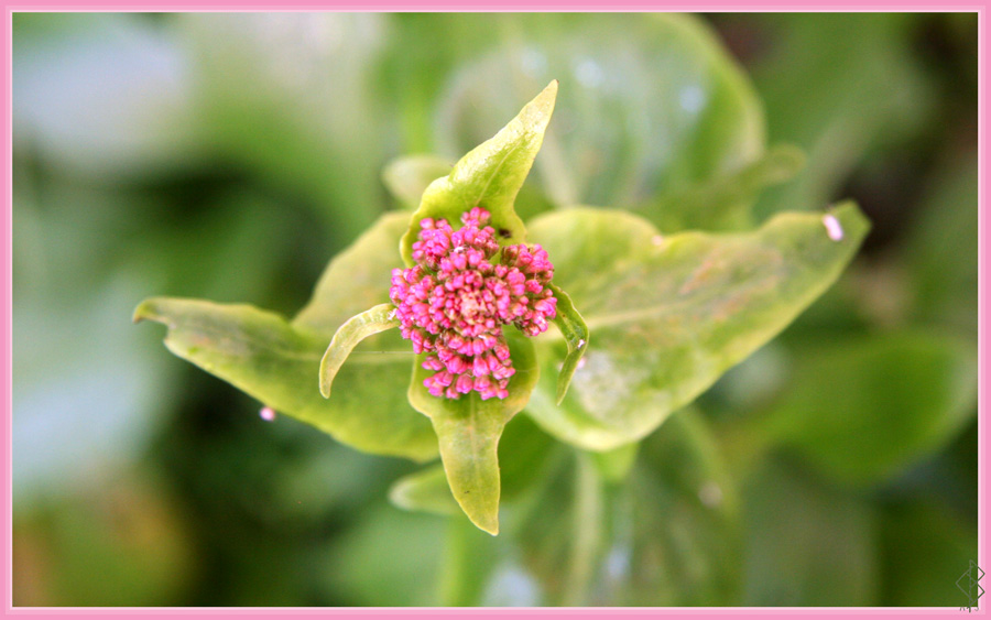 A bit of Pink