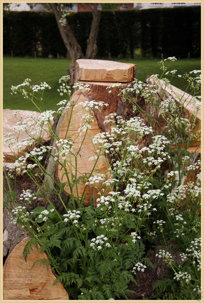 Flowering Wood