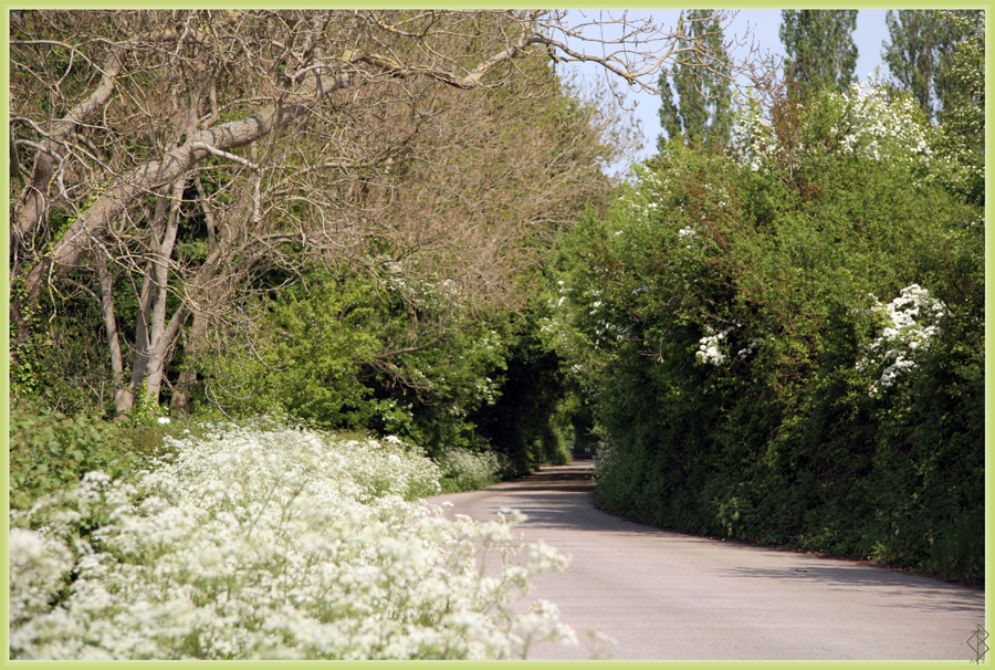 Blossomed Road