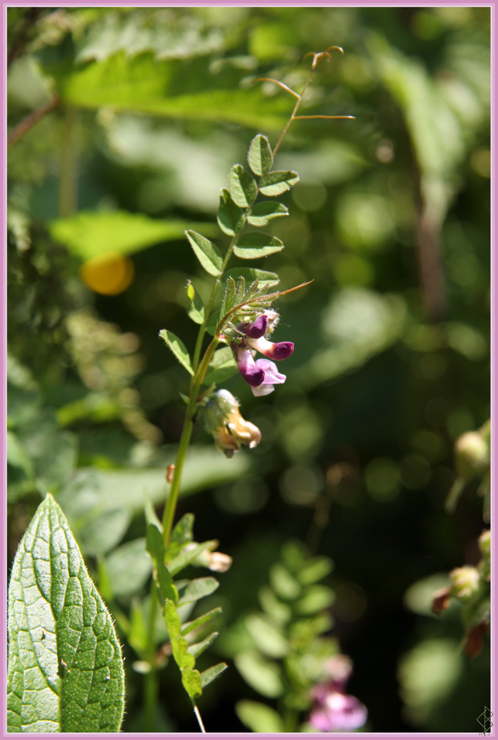 Vetch