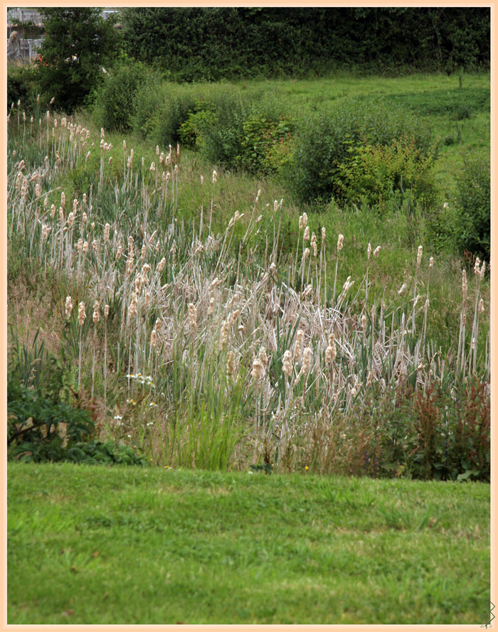 Bullrushes