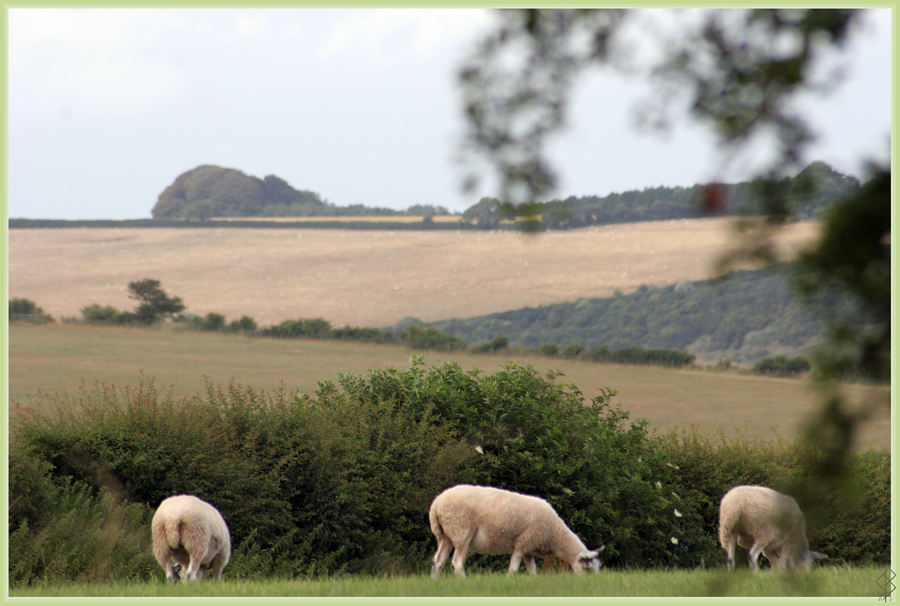 Sheep in the Hills