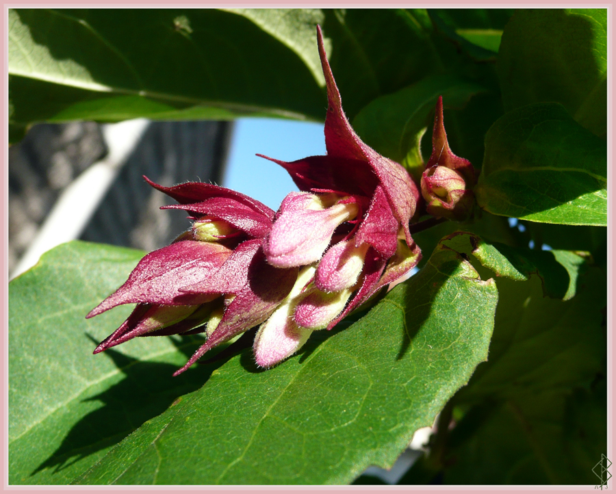 Dark Bud