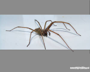 EEK spider in the bath