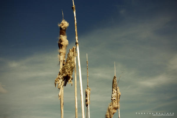 reed iii by sabrinawalther on DeviantArt