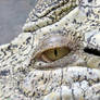 White Crocodile with beautiful eyes